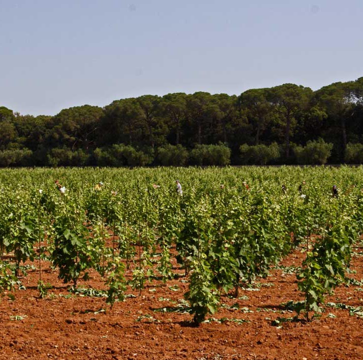 In the heart of Barocco