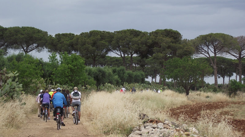 Cantine Aperte in VENDEMMIA IN BICICLETTA
