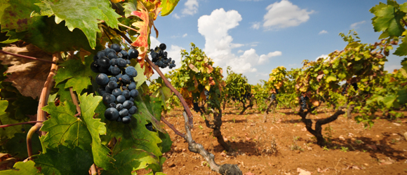 CANTINE APERTE 2014:  LE TENUTE DEL PRIMITIVO