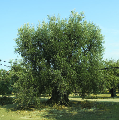 Adotta un ulivo secolare