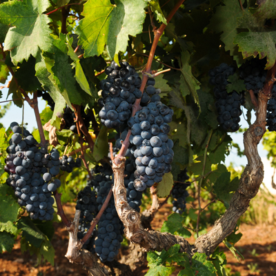 Puglia Press Tour Negroamaro – Germania