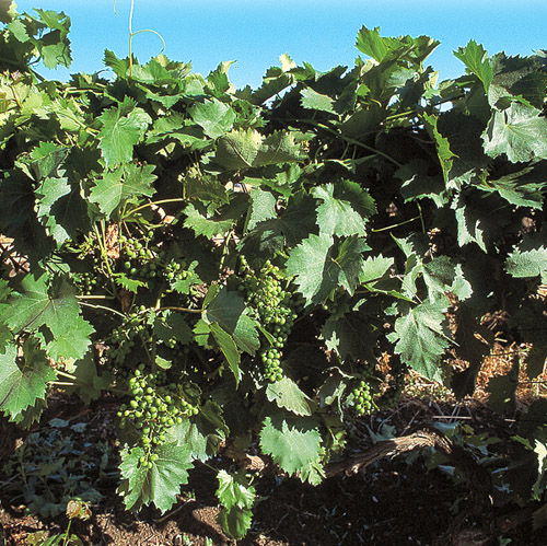 Puglia Press Tour Nero di Troia – Daunia