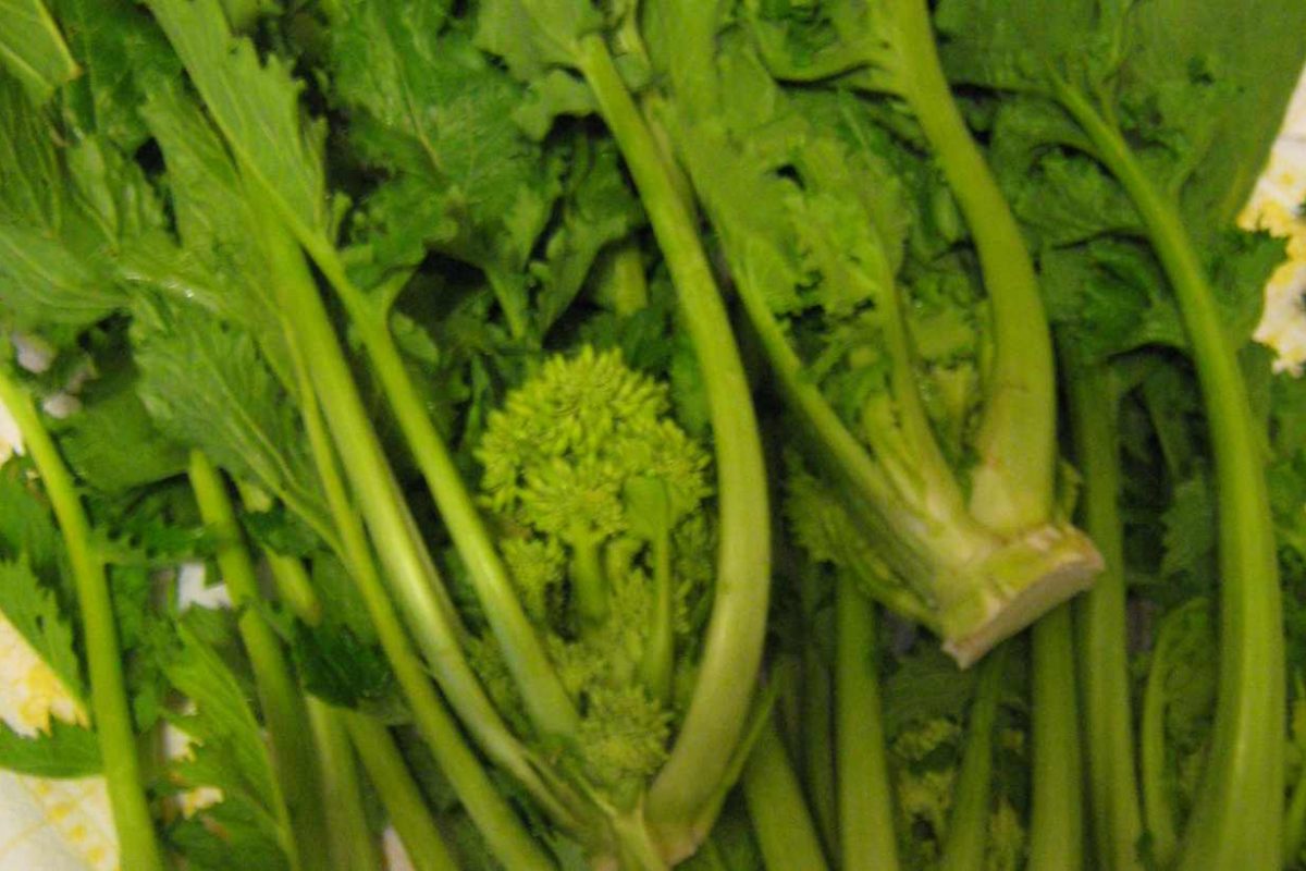 Cima di rapa