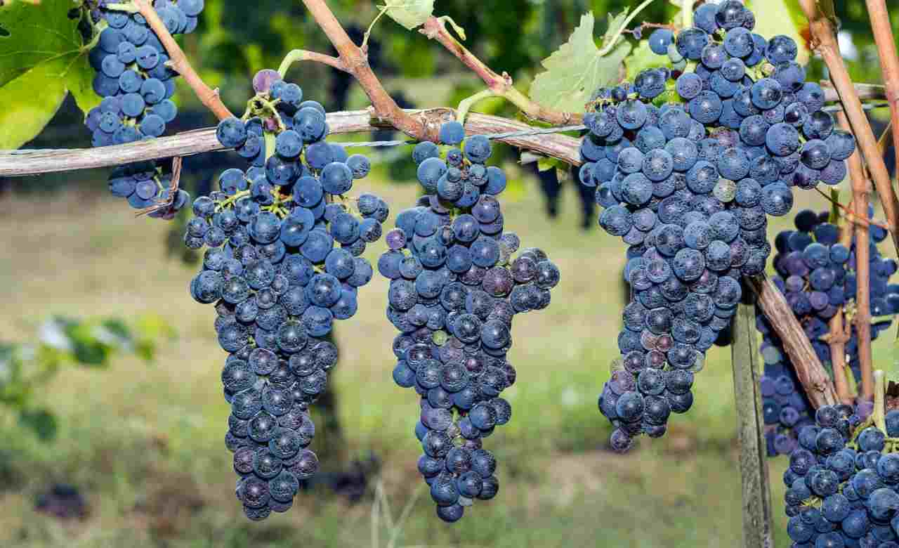 In Puglia si beve lo stesso vino dai tempi dei greci: è definito il “Barolo del Sud” ed è una delizia assoluta | 3000 anni di storia in un calice